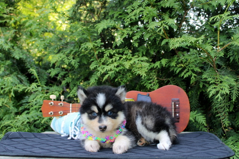 puppy, for, sale, Pomsky, Matthew B. Stoltzfus, dog, breeder, Gap, PA, dog-breeder, puppy-for-sale, forsale, nearby, find, puppyfind, locator, puppylocator, aca